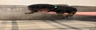 Rottweiler 3