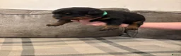 Rottweiler dogs for sale: Champion Rottweiler KC Registered Puppies - Advert 12