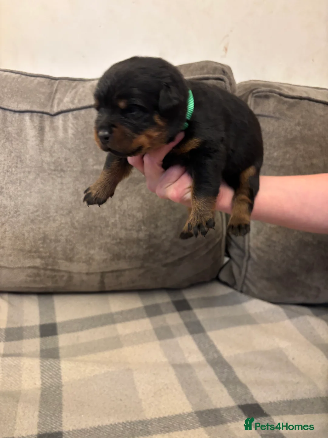 Rottweiler dogs for sale: Champion Rottweiler KC Registered Puppies - Advert 12