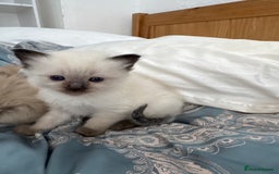 Ragdoll cats for sale: ⭐️ DNA tested Ragdoll female ready 1/8/25 ⭐️ in Loughborough - Image 10