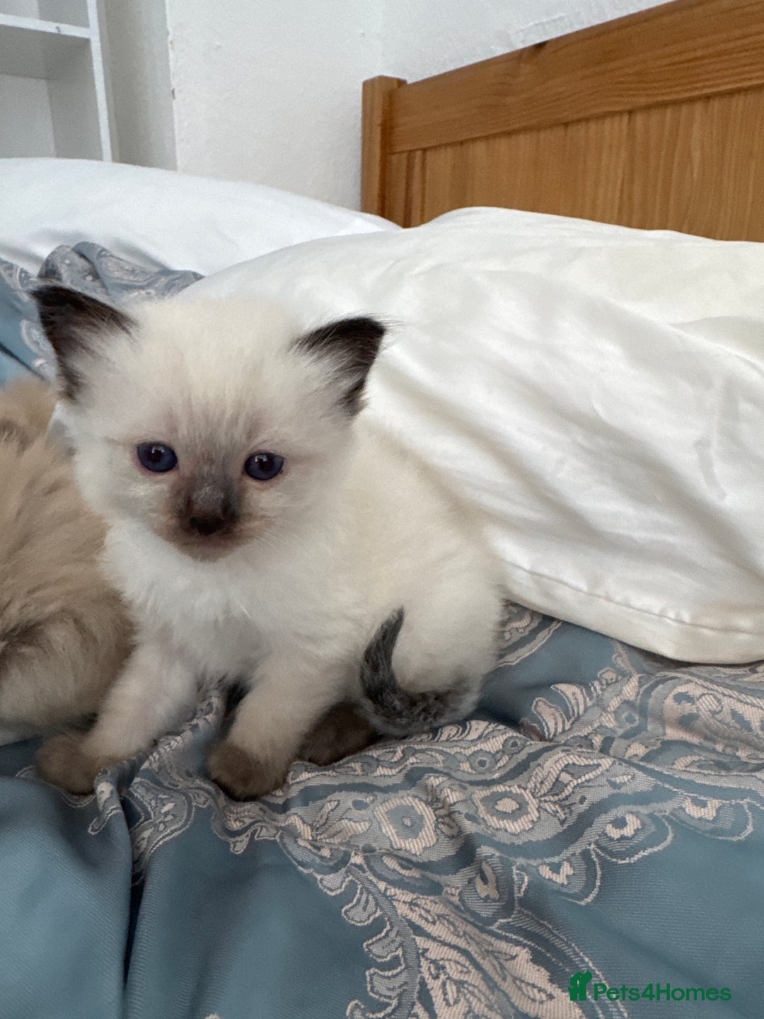 Ragdoll cats for sale: ⭐️ DNA tested Ragdoll female ready 1/8/25 ⭐️ in Loughborough - Image 10