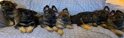 German Shepherd dogs for sale: Beautiful German shepherd pups **DM Clear!** - Advert 16