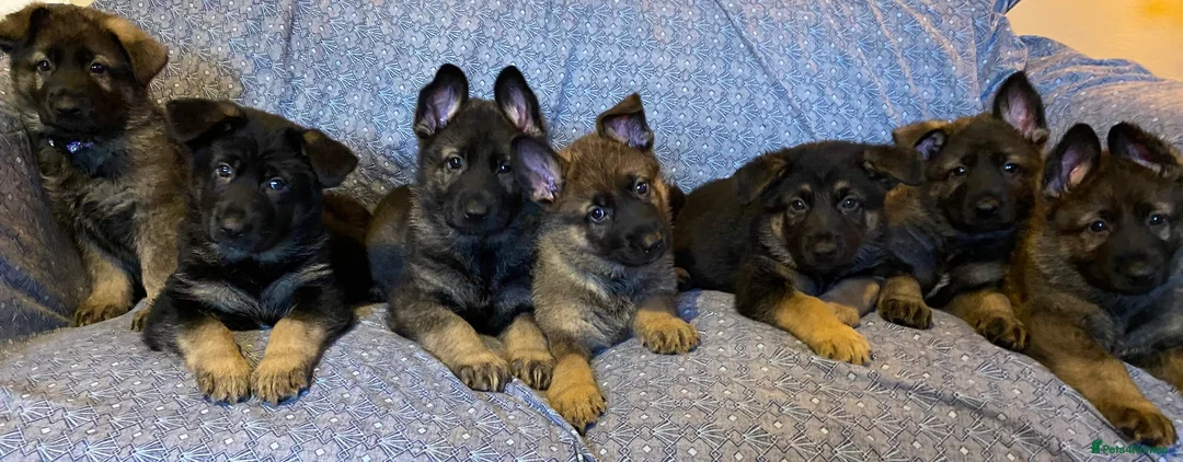 German Shepherd dogs for sale: Beautiful German shepherd pups **DM Clear!** - Advert 16