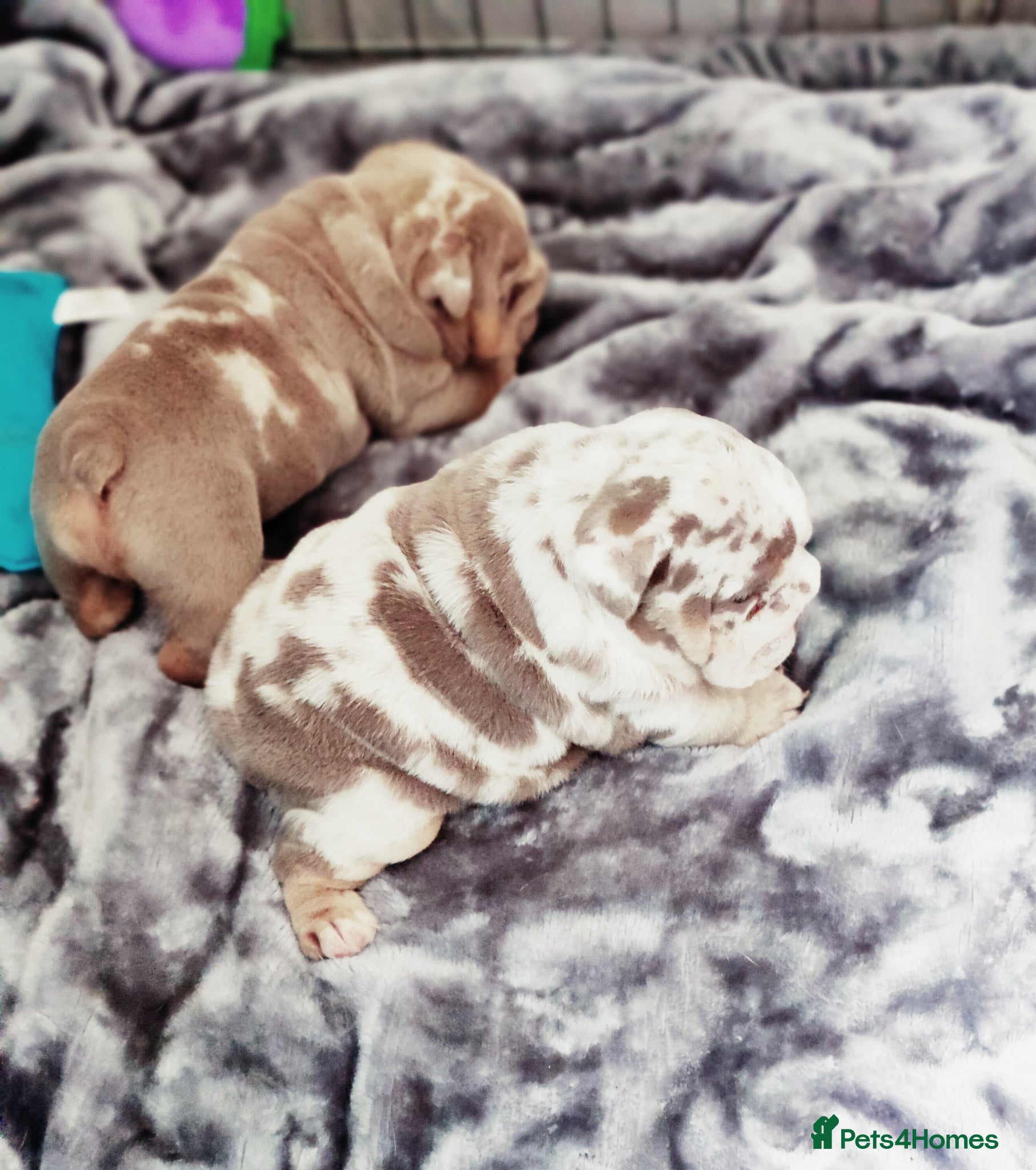 English Bulldog dogs Stunning puppy s - Advert 1