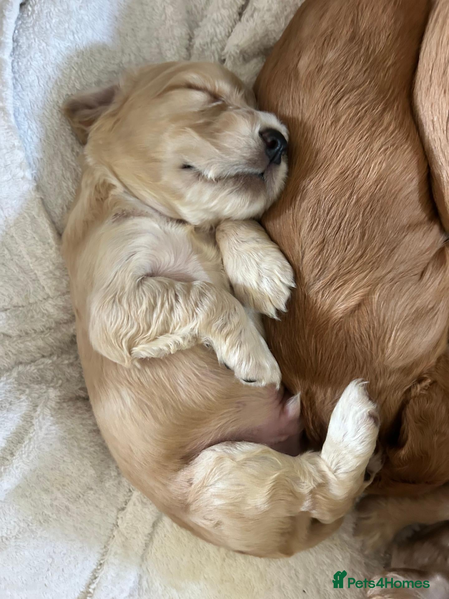Mixed Breed dogs Gorgeous little show cocker/working cocker puppies - Advert 18