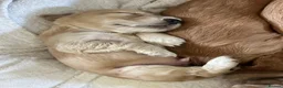 Mixed Breed dogs for sale: Gorgeous little show cocker/working cocker puppies - Advert 1