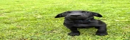 Labrador Retriever dogs for sale: FTCH Drakeshead Labrador boys  in Whiston - Advert 6