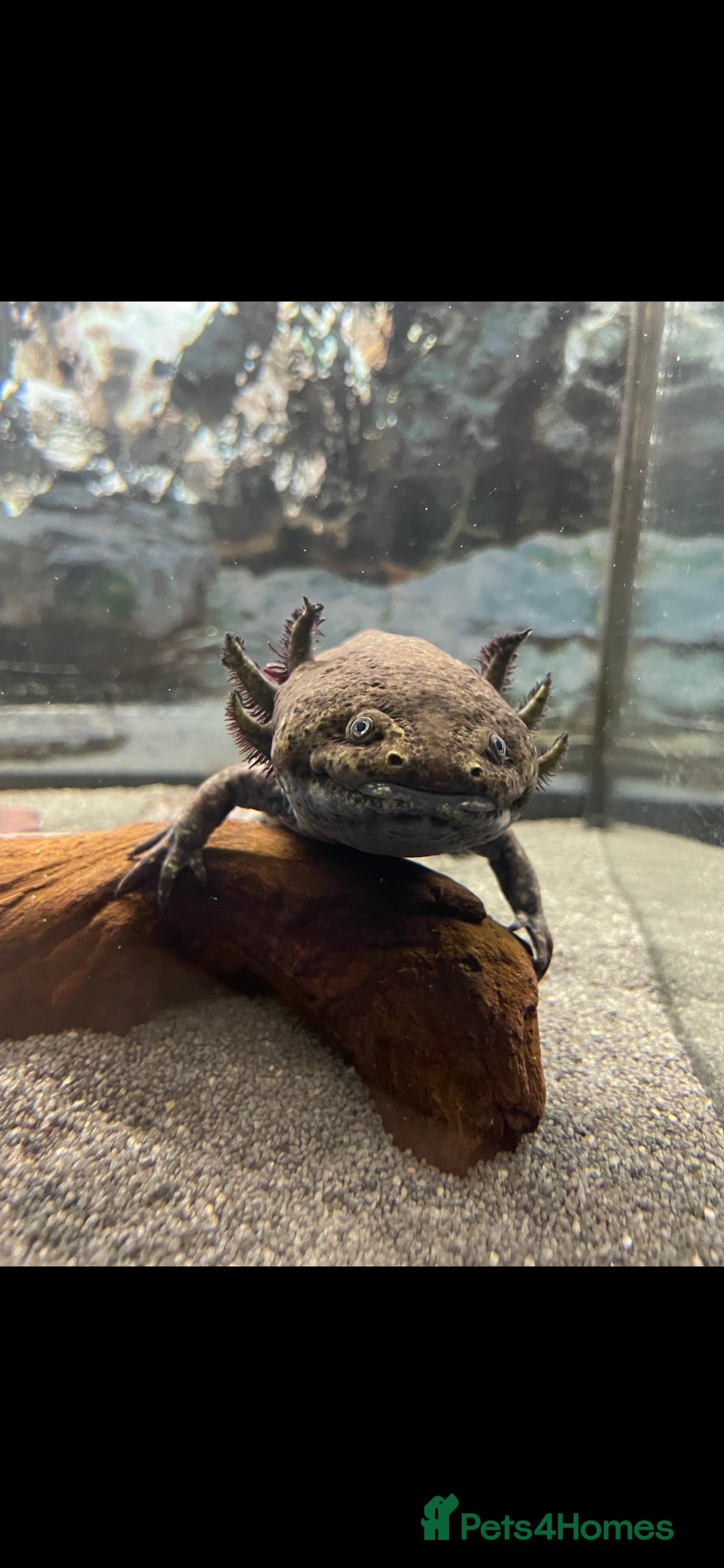 Axolotl reptiles for sale: Axolotl and tank setup - Image 2
