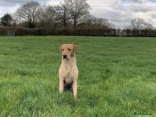 Labrador Retriever dogs in Yeovil - Advert 34