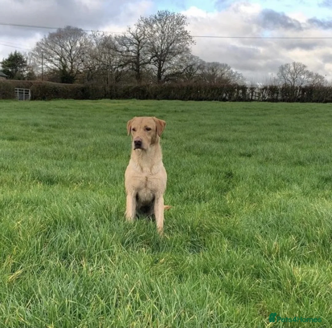 Labrador Retriever dogs for stud: PROVEN WORKING LAB STUD in Yeovil - Advert 1