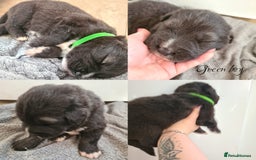 Caucasian Shepherd Dog dogs for sale: Caucasian ovcharka puppies  - Image 3