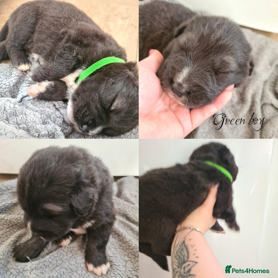 Caucasian Shepherd Dog dogs for sale: Caucasian ovcharka puppies  - Image 3