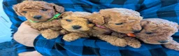 Toy Poodle dogs for sale: Stunning K.C Registered Red Toy Poodle Puppies - Advert 3