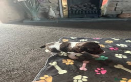 English Springer Spaniel dogs for sale: KC English springer spaniel puppies  - Image 20
