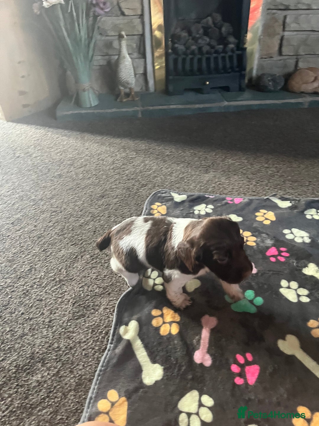 English Springer Spaniel dogs for sale: KC English springer spaniel puppies  - Image 20