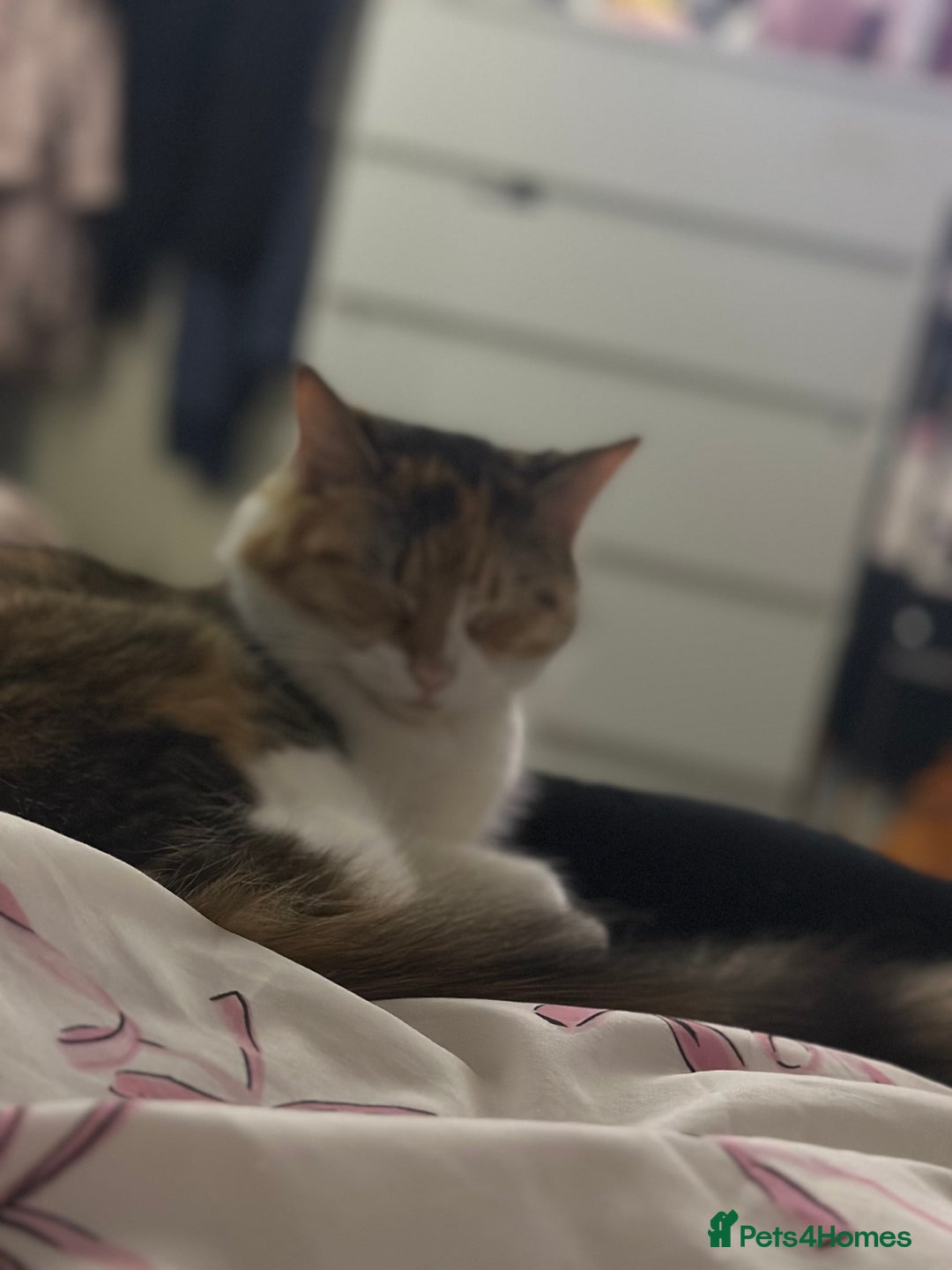 Mixed Breed cats for sale: Kittens  - Advert 12