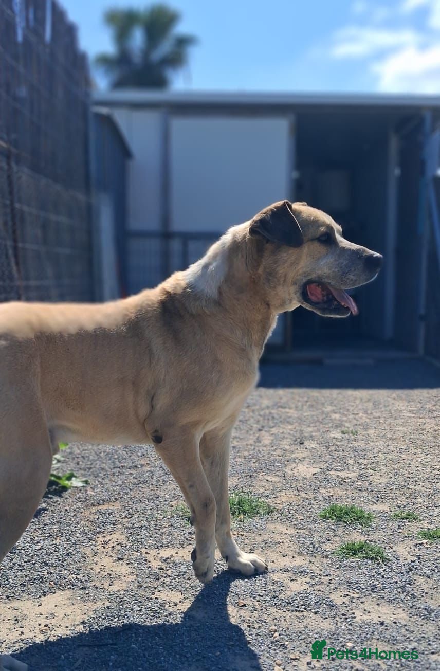 Gem 💎 🐾 — Mixed Breed