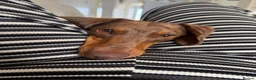 Dachshund dogs for sale: Dachshund  in Mansfield - Advert 2