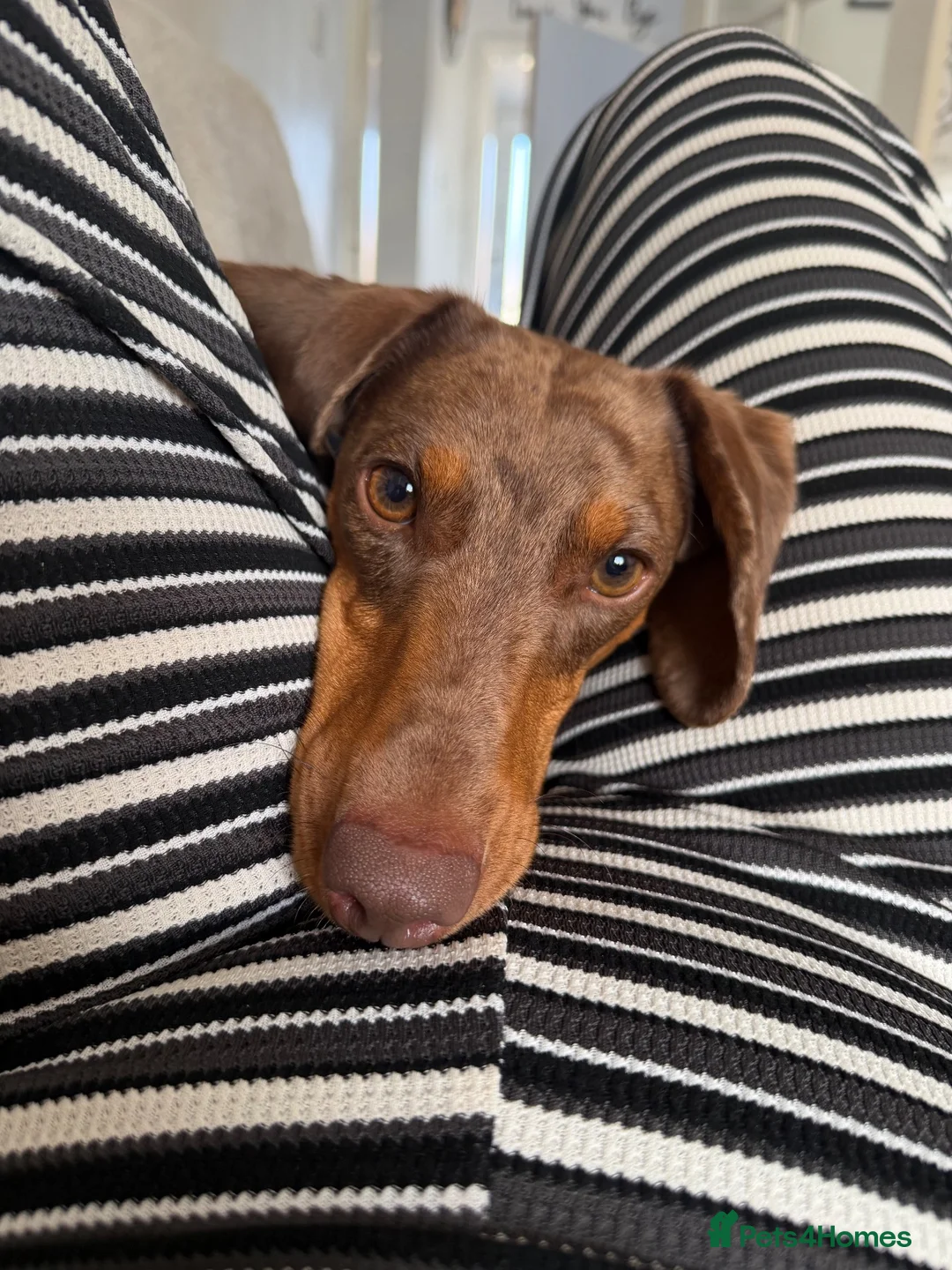 Dachshund dogs for sale: Dachshund  in Mansfield - Advert 2