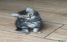 Mixed Breed cats for sale: WELL RAISED KITTYS 4 BEST HOMES ONLY……❤️ - Image 11