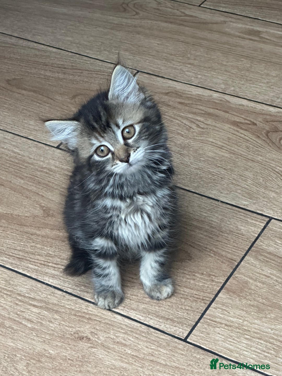 Mixed Breed cats for sale: WELL RAISED KITTYS 4 BEST HOMES ONLY……❤️ - Image 11