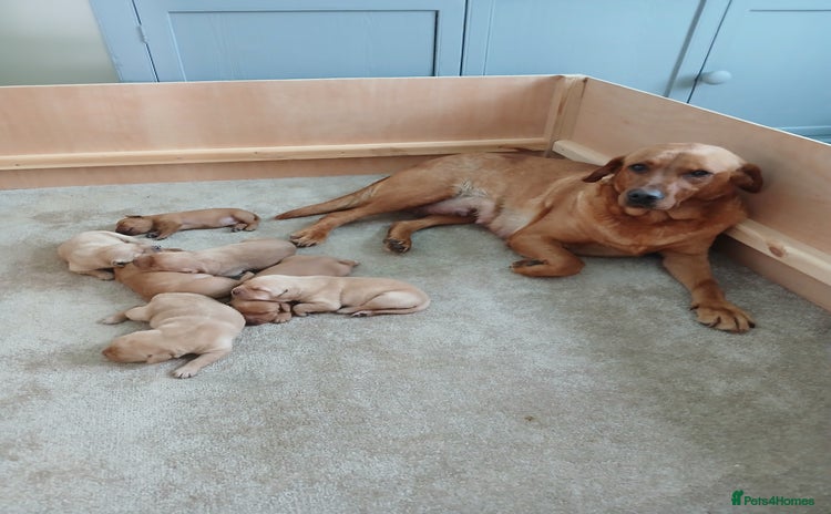 Labrador Retriever dogs - Advert 3