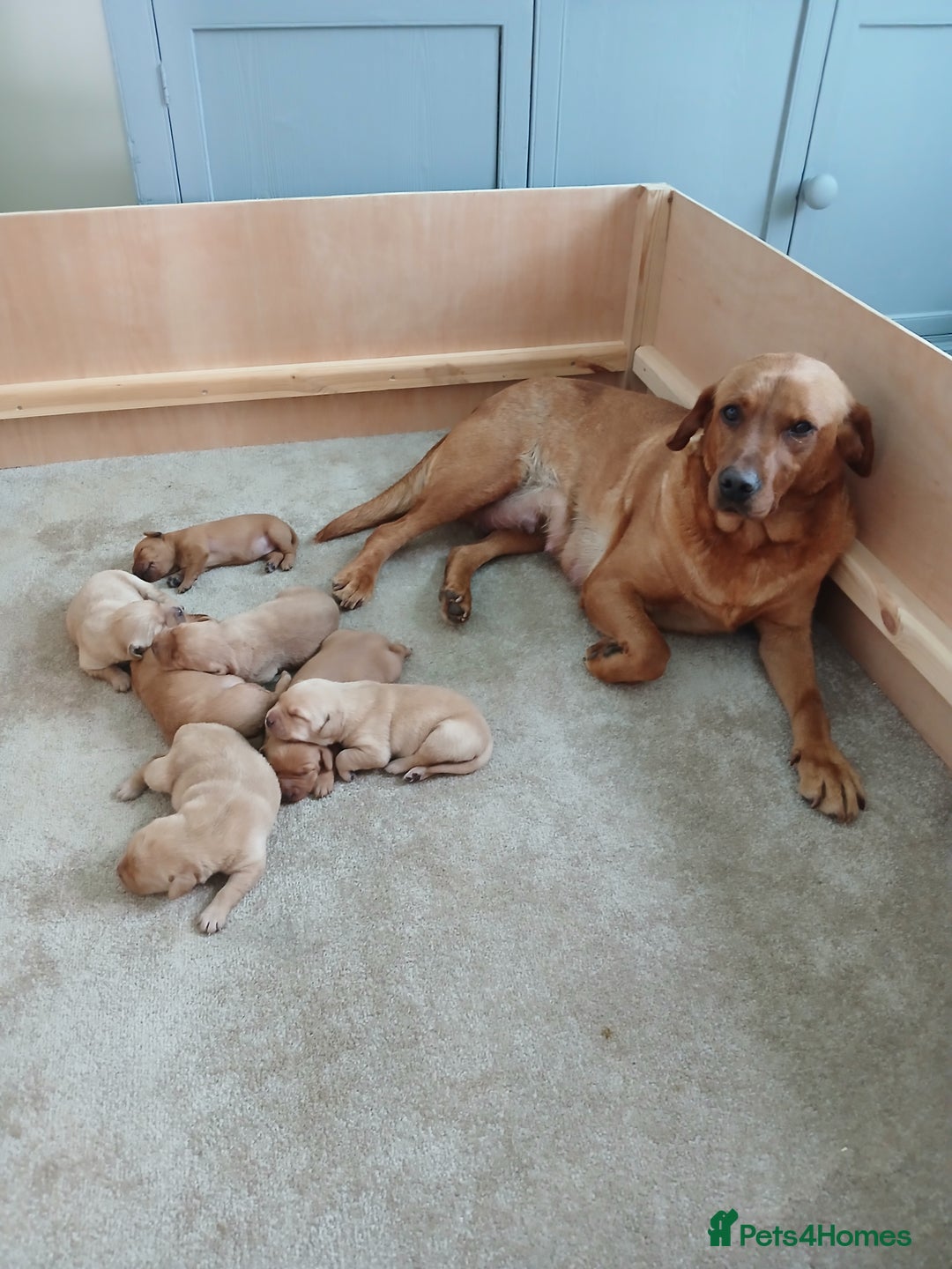 Labrador Retriever dogs for sale: Red Labrador Puppies for sale - Image 1
