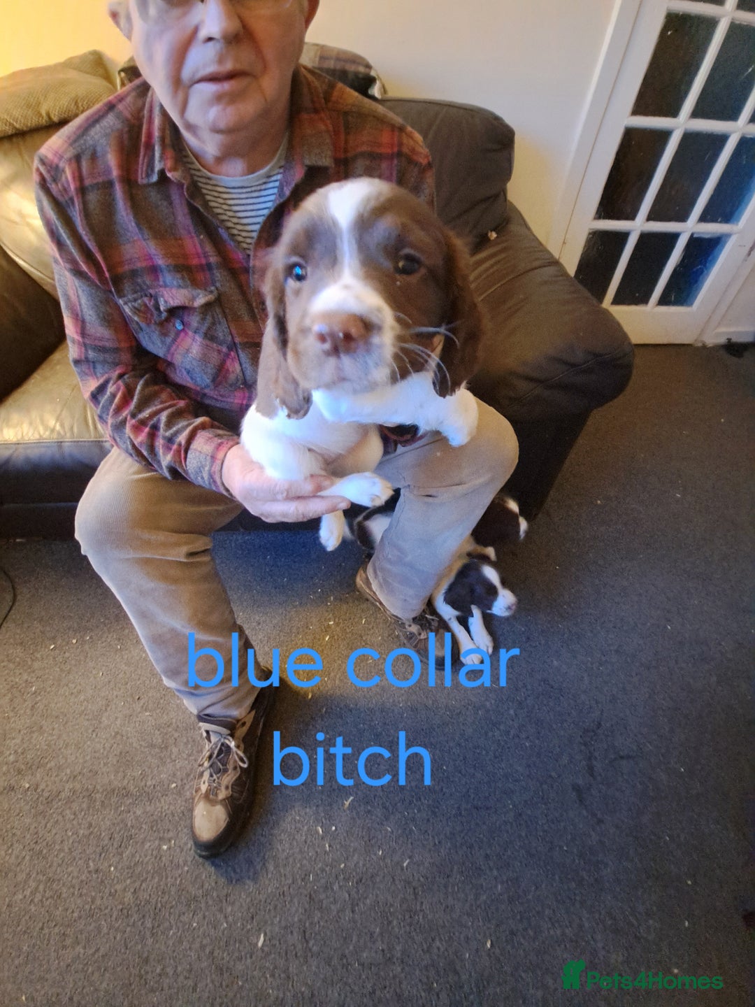 English Springer Spaniel dogs for sale: English springer spaniels  - Advert 3