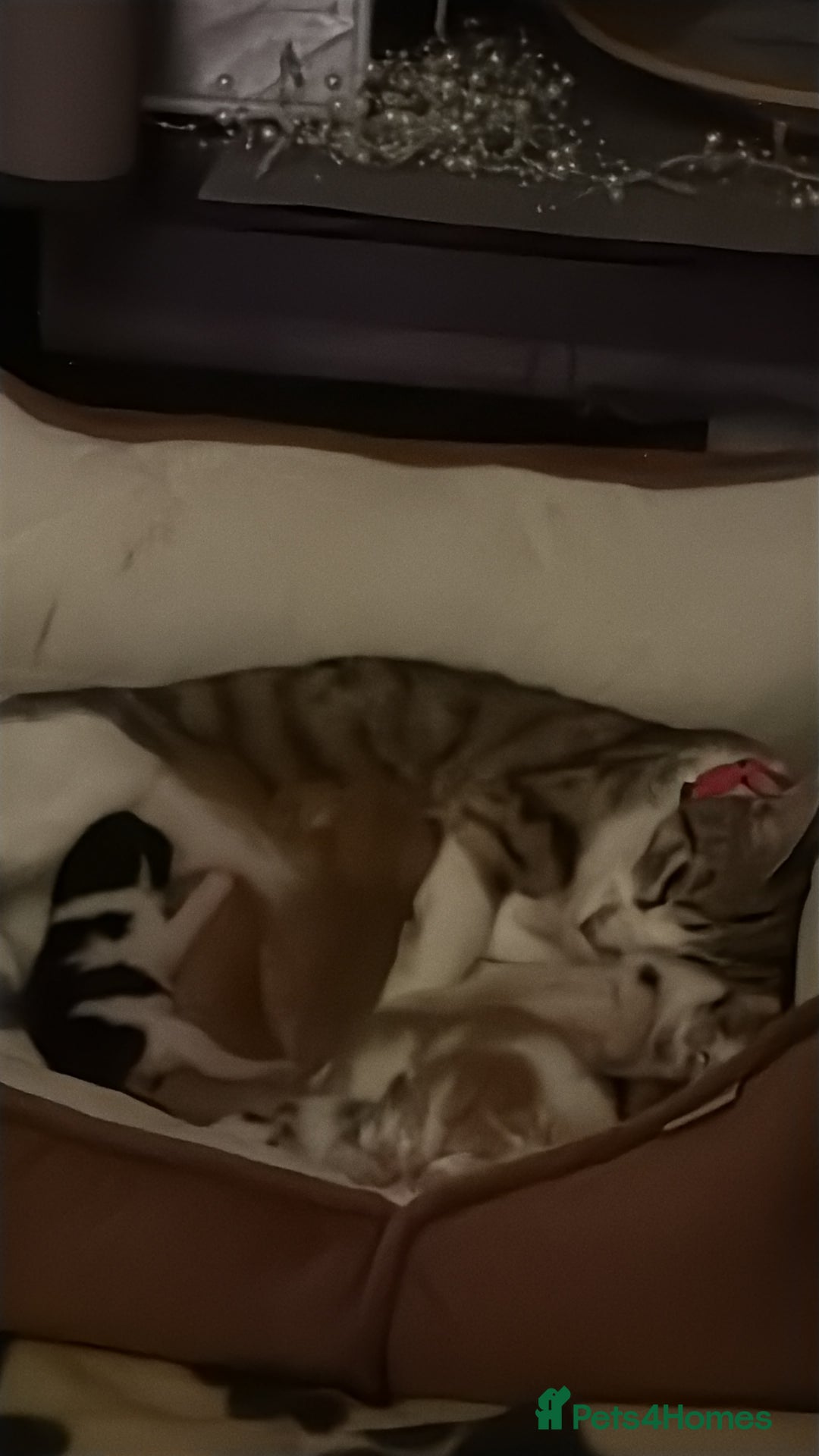 Mixed Breed cats for sale: Kittens  - Image 3