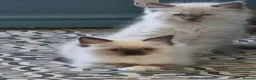 Ragdoll cats for sale: Beautiful Ragdoll kittens including Mink - Advert 12