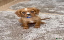 Cockalier dogs for sale: Gorgeous Cockalier Puppies… - Image 14