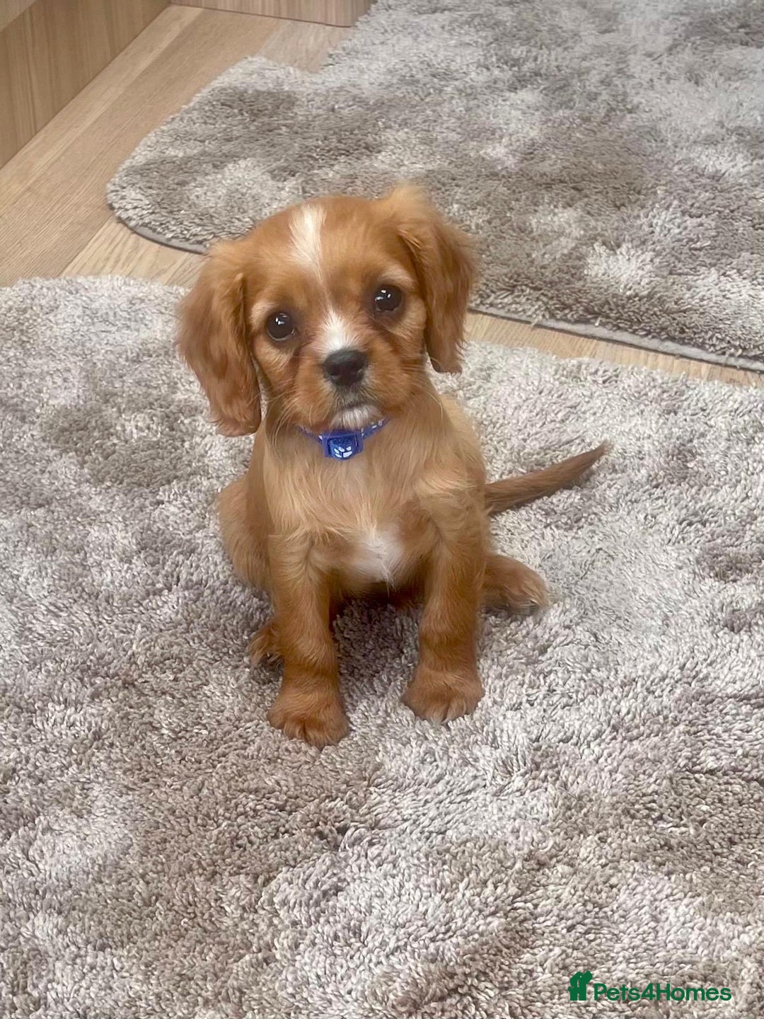 Cockalier dogs for sale: Gorgeous Cockalier Puppies… - Image 14