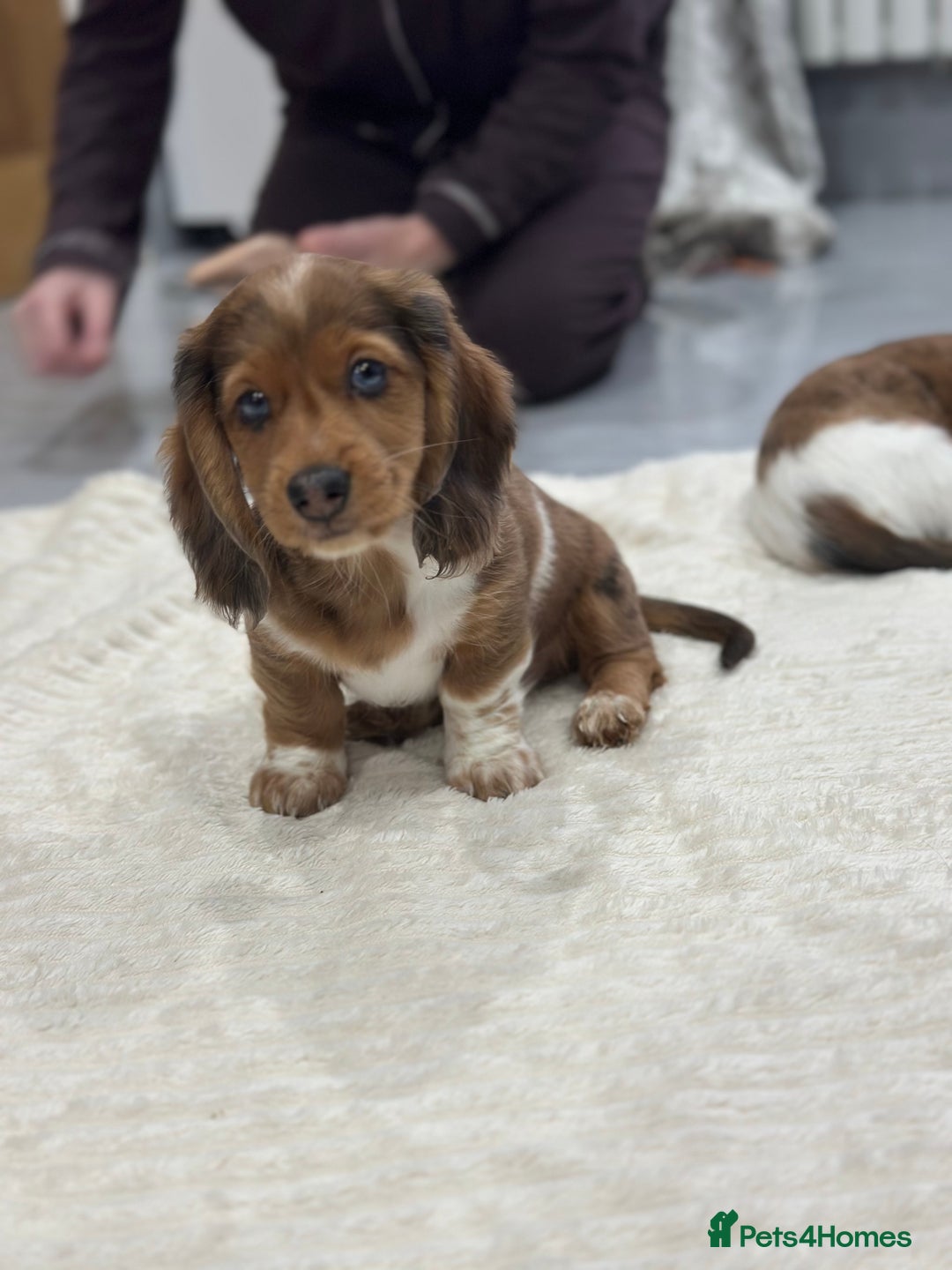 Miniature Dachshund dogs for sale: Miniature Dachounds pied dapples  - Advert 24