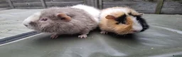 Guinea Pig rodents for sale: Bonded 5 month old Teddy Brothers  - Advert 4