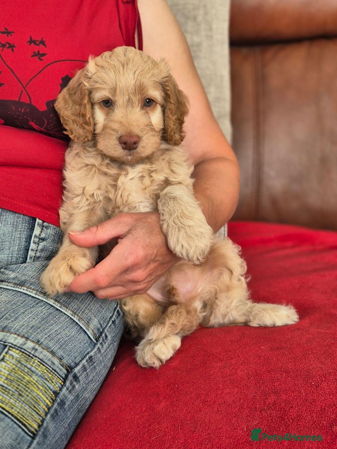 Cockapoo dogs for sale: Stunning Toy Cockapoos - Ready Now  - Image 6