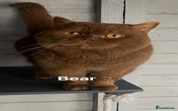 British Shorthair cats for sale: Amazing BSH kittens. READY TO GO!!! - Image 35