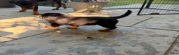 Rottweiler dogs for sale: ⭐️4 Rottweiler Boys For Sale ⭐️ - Advert 6