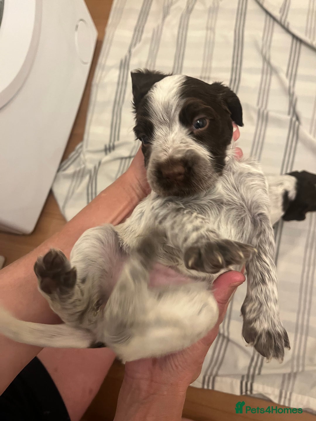 Cocker Spaniel dogs for sale: BEAUTIFUL COCKER SPANIEL PUPS - Advert 10