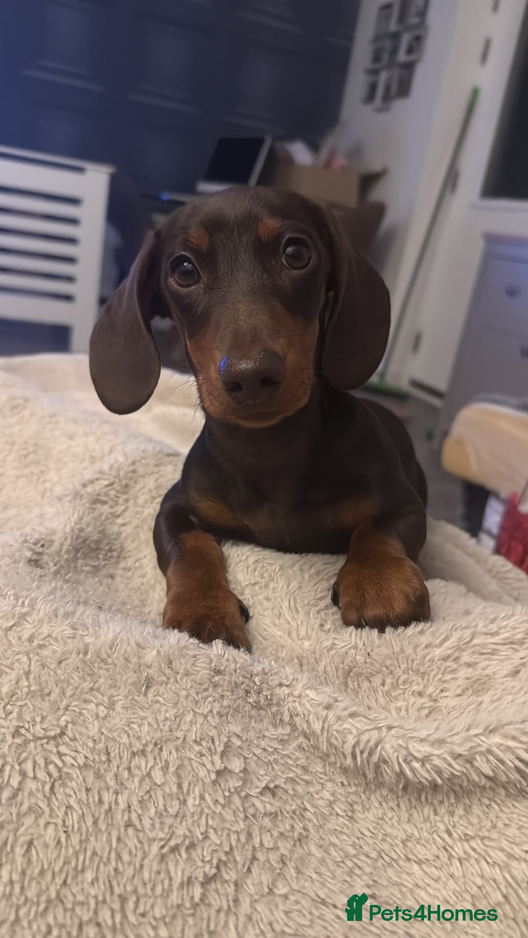 Miniature Dachshund dogs for stud: Miniature Dachshund Rolo - Advert 4