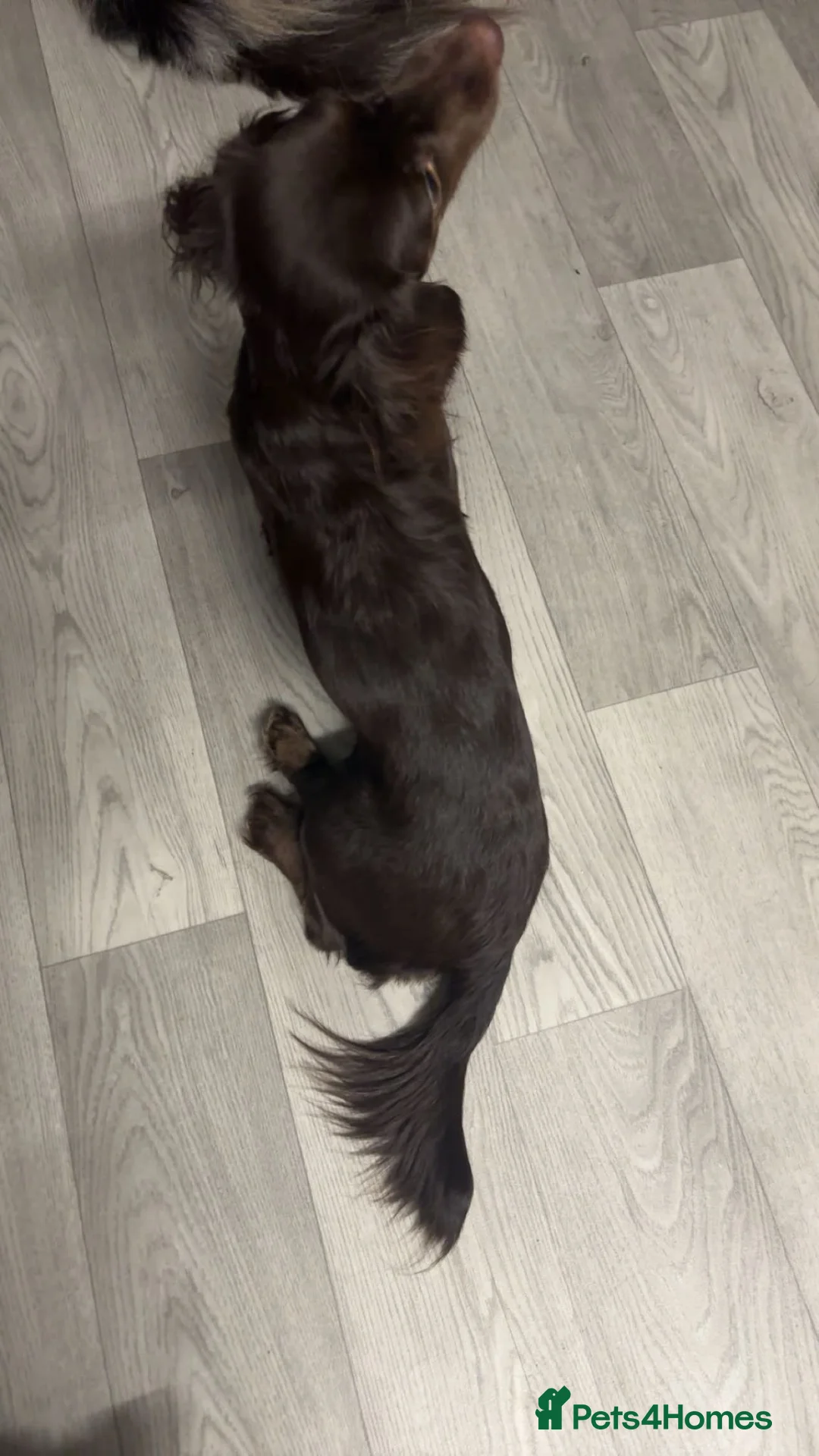 Mixed Breed dogs for sale: 5 boys 1 girl ready to leave now - Advert 1