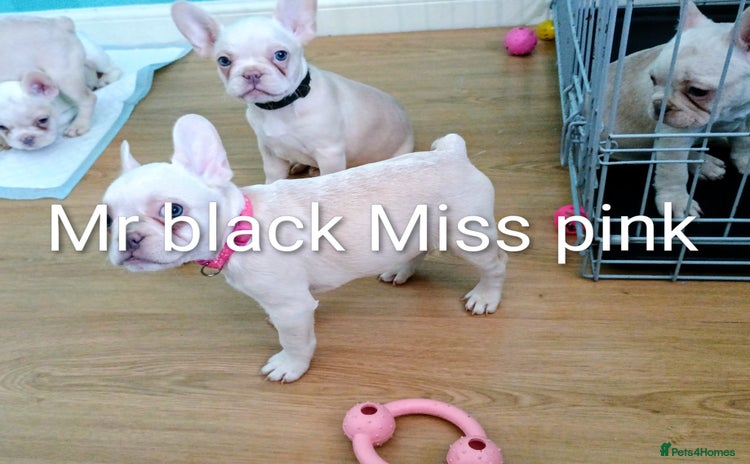 French Bulldog dogs - Advert 9
