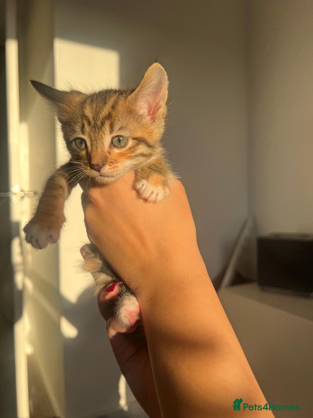 Bengal cats for sale: Beautiful Half Bengal Kittens - Advert 29