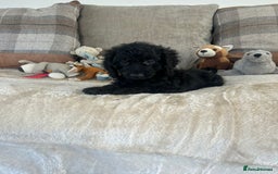 Cockapoo dogs for sale: Gorgeous F1 cockapoo puppies  - Image 21
