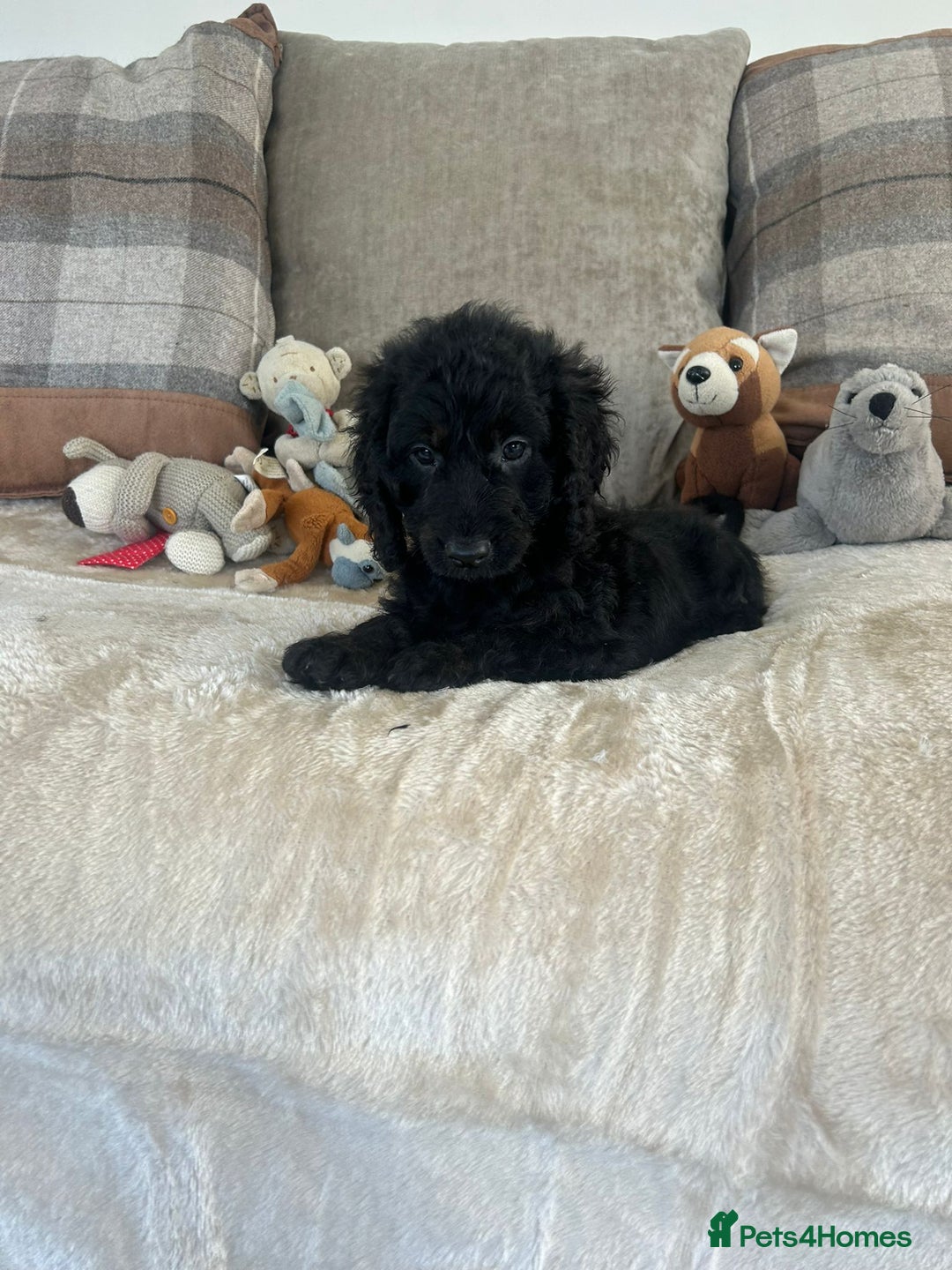 Cockapoo dogs for sale: Gorgeous F1 cockapoo puppies  - Image 21