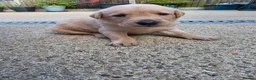 Labrador Retriever dogs for sale: Working labrador puppies  - Advert 5