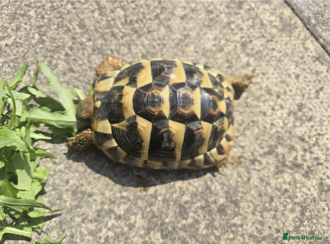 Hermann Tortoise reptiles Hermanns Tortoise 4 years old - Advert 2