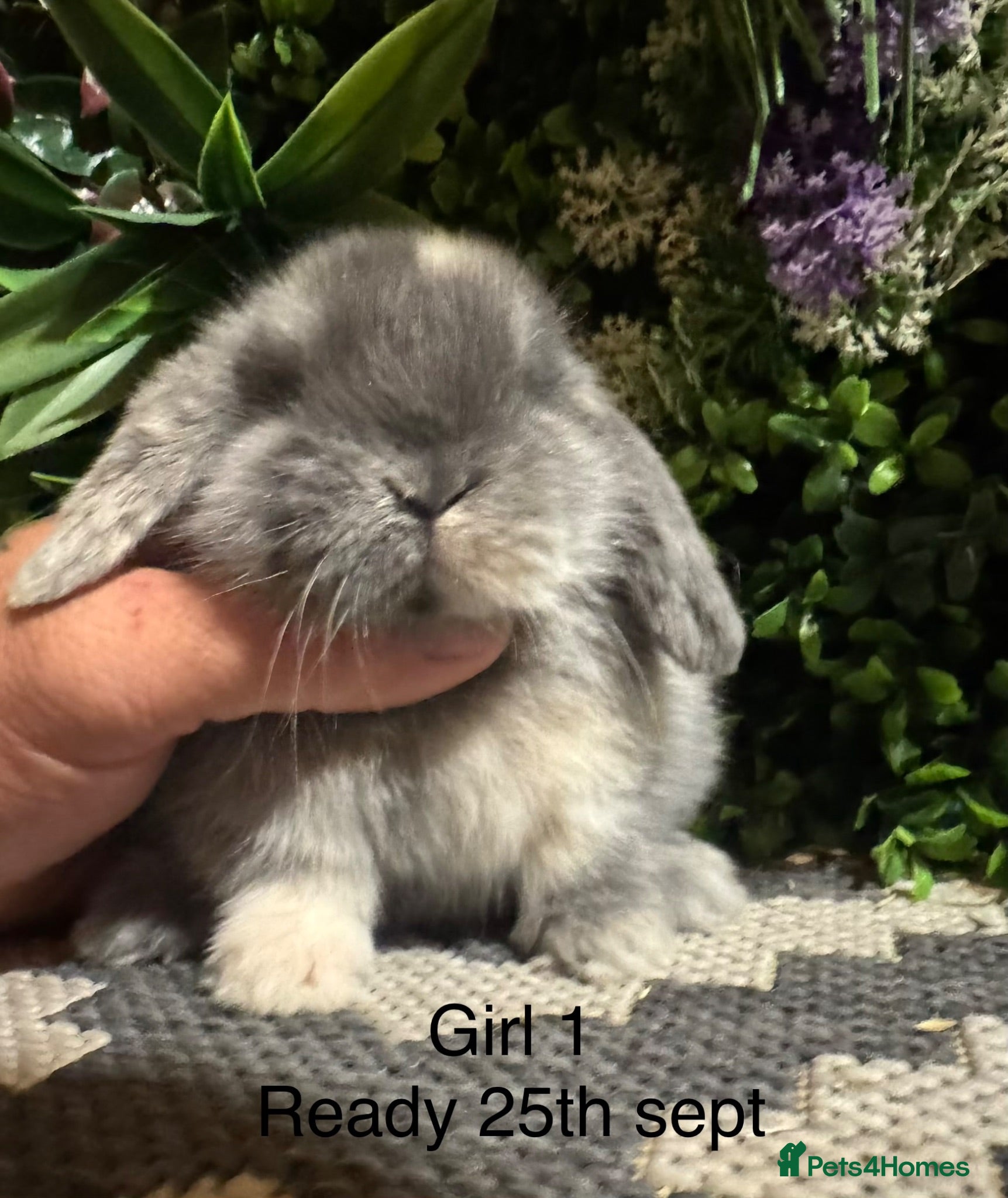 Mini Lop rabbits Pure bred mini lops ready to preorder  - Advert 1