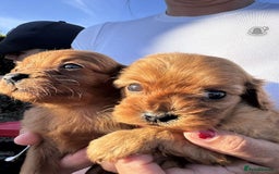 Cavapoo dogs for sale: Beautiful Tiny Cavapoos  - Image 5