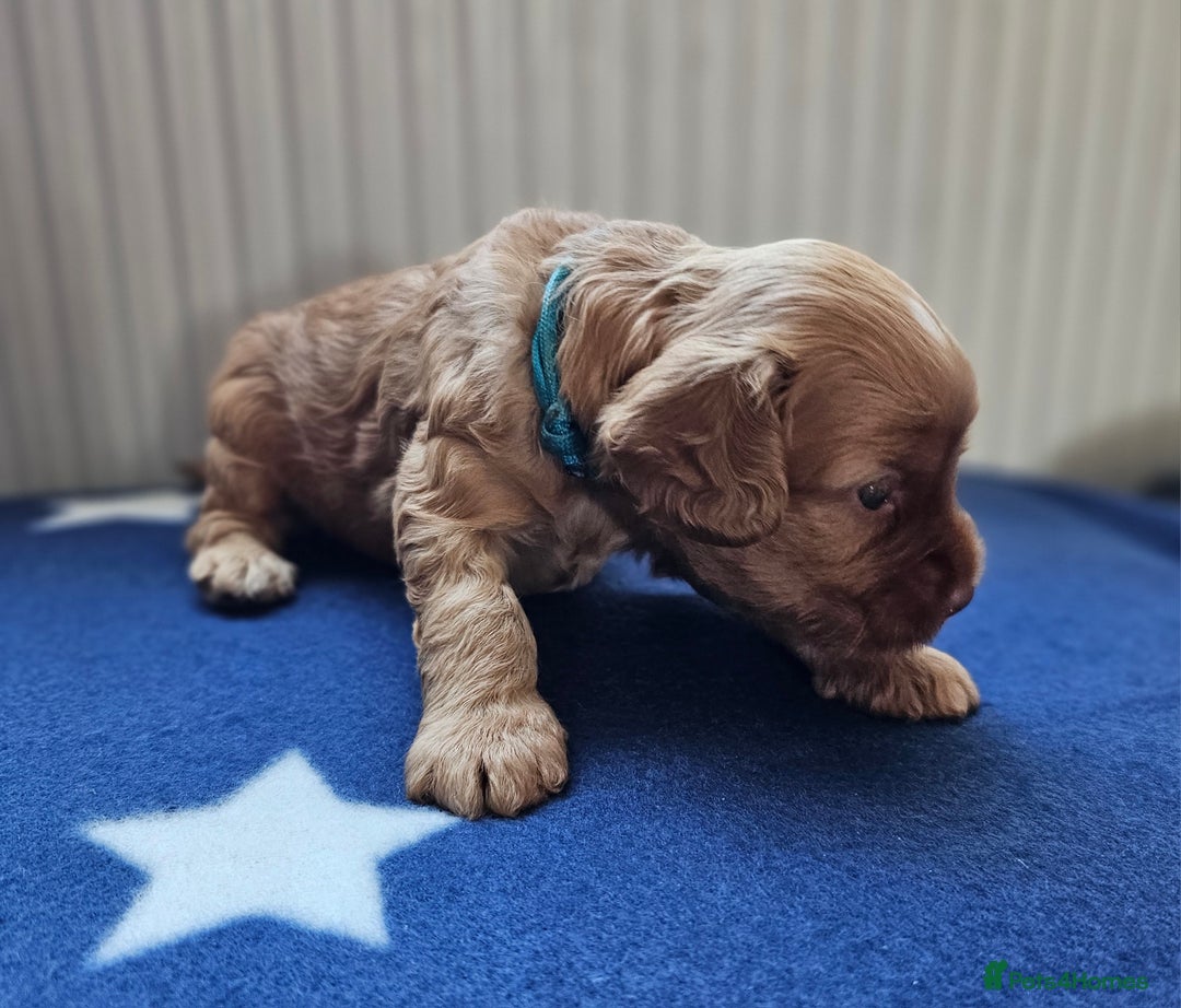Cockapoo dogs for sale: Beautiful Chunky f2 Cockapoo Puppies  - Image 8