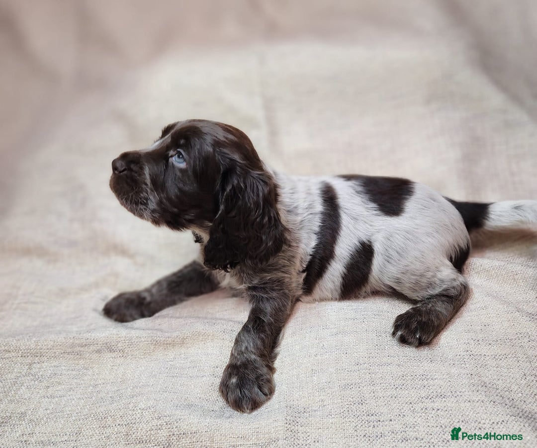 Cocker Spaniel dogs for sale: Show type unique markings cocker spaniel puppies  - Advert 11